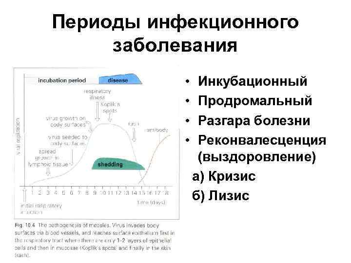 Периоды инфекционного заболевания • • Инкубационный Продромальный Разгара болезни Реконвалесценция (выздоровление) а) Кризис б)