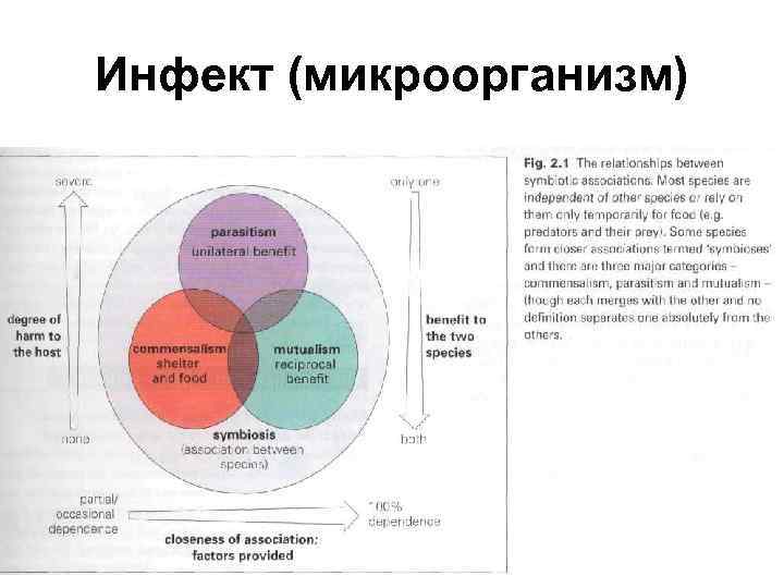 Инфект (микроорганизм) 