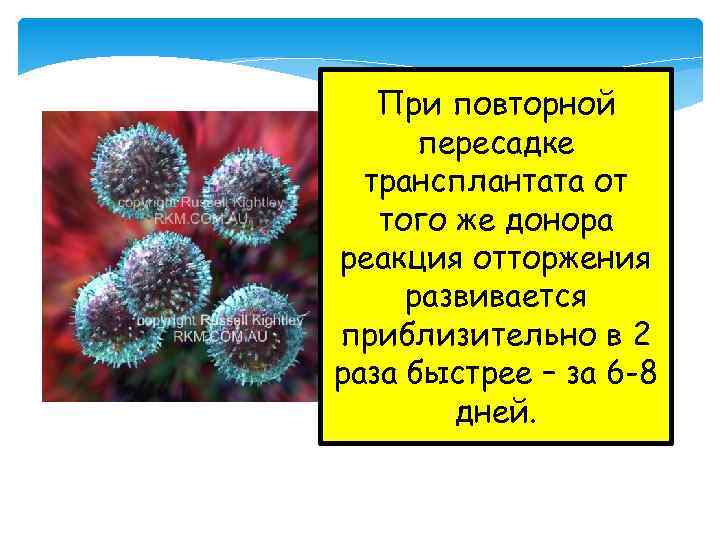 При повторной пересадке трансплантата от того же донора реакция отторжения развивается приблизительно в 2