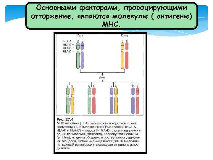 Основными факторами, провоцирующими отторжение, являются молекулы ( антигены) МНС. 