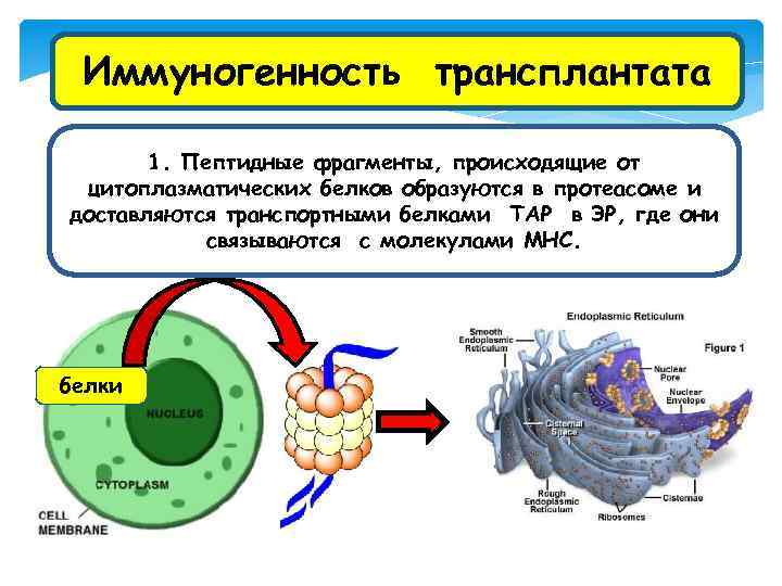 Иммуногенность трансплантата 1. Пептидные фрагменты, происходящие от цитоплазматических белков образуются в протеасоме и доставляются