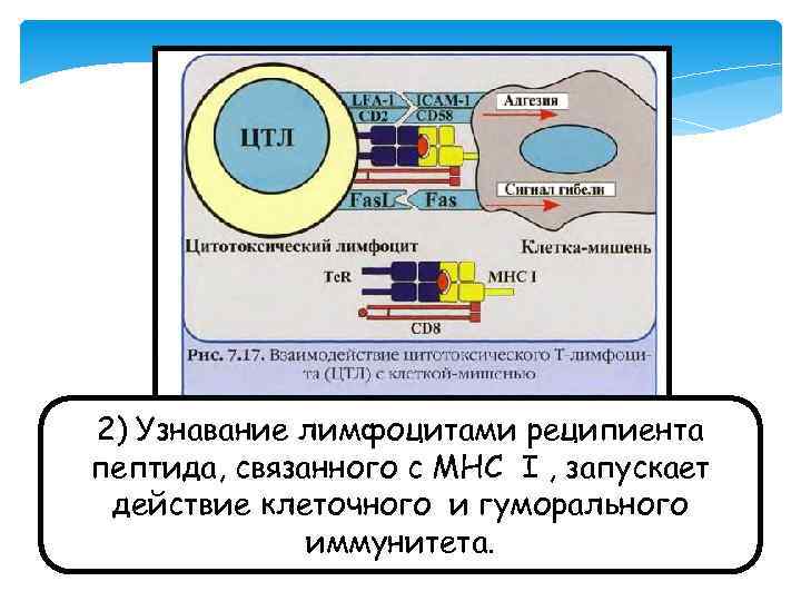 2) Узнавание лимфоцитами реципиента пептида, связанного с МНС I , запускает действие клеточного и