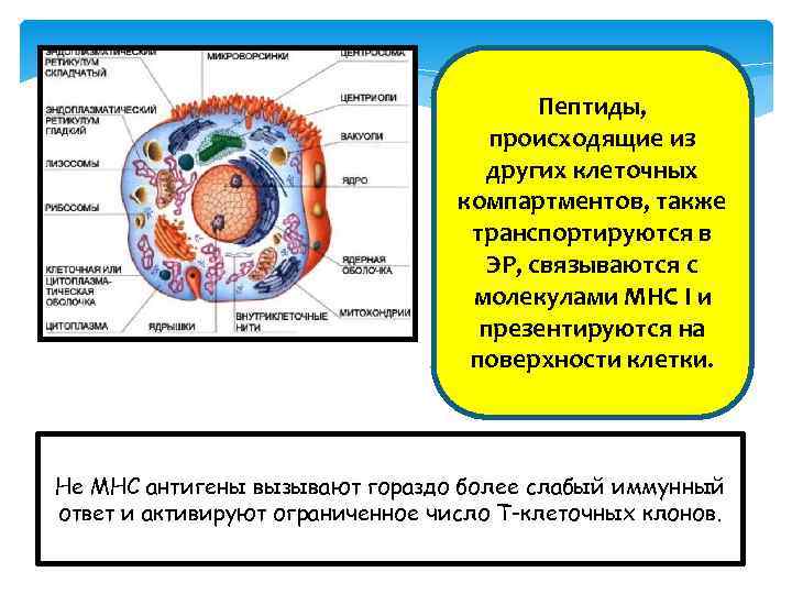 Пептиды, происходящие из других клеточных компартментов, также транспортируются в ЭР, связываются с молекулами МНС