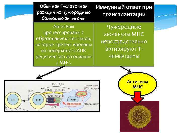 Обычная Т-клеточная реакция на чужеродные белковые антигены Иммунный ответ при трансплантации Антигены процессированы с