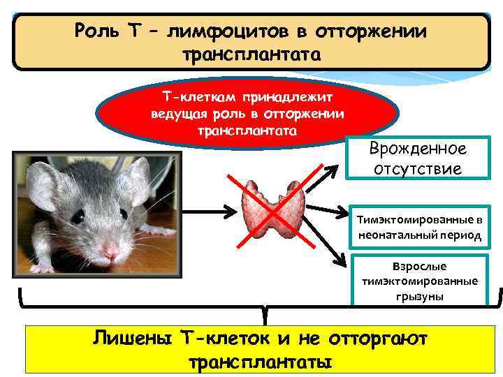 Роль Т – лимфоцитов в отторжении трансплантата Т-клеткам принадлежит ведущая роль в отторжении трансплантата