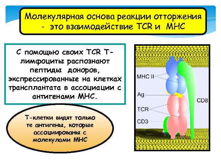 Молекулярная основа реакции отторжения - это взаимодействие ТСR и МНС С помощью своих ТСR