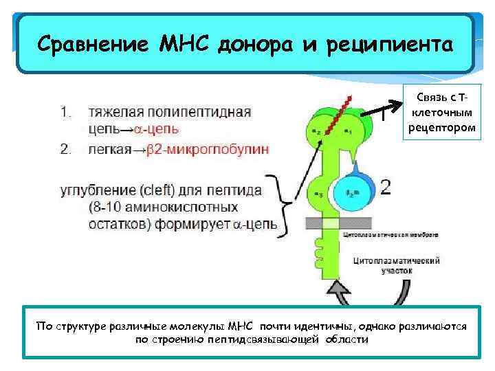 Сравнение МНС донора и реципиента Связь с Тклеточным рецептором По структуре различные молекулы МНС