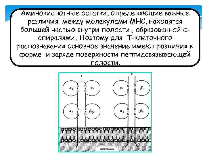 Аминокислотные остатки, определяющие важные различия между молекулами МНС, находятся большей частью внутри полости ,