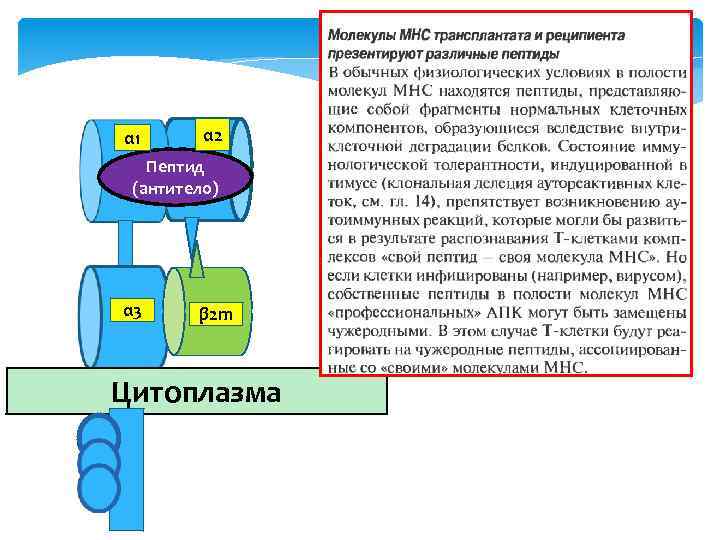 α 1 α 2 α 3 β 2 m Цитоплазма Α Пептид (антитело) 