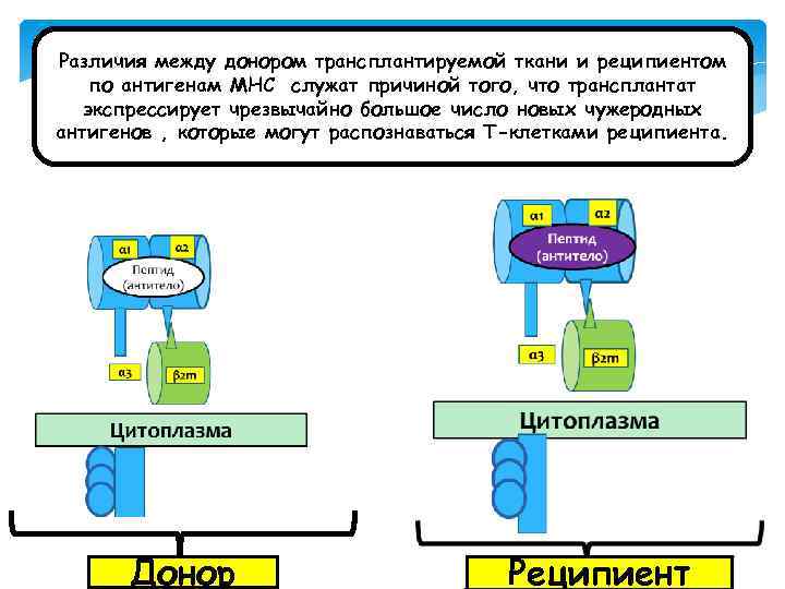 Различия между донором трансплантируемой ткани и реципиентом по антигенам МНС служат причиной того, что