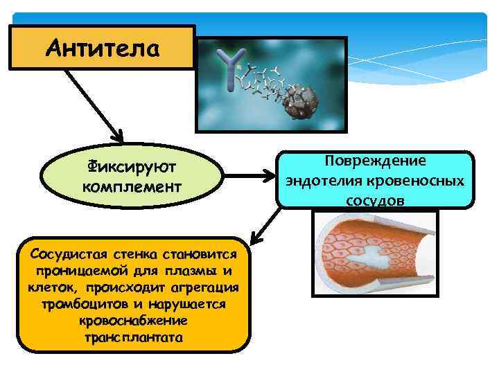 Антитела Фиксируют комплемент Сосудистая стенка становится проницаемой для плазмы и клеток, происходит агрегация тромбоцитов