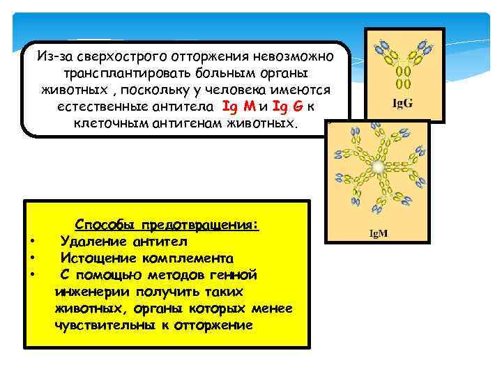 Из-за сверхострого отторжения невозможно трансплантировать больным органы животных , поскольку у человека имеются естественные