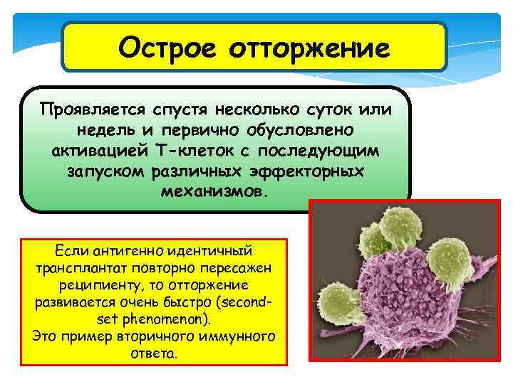 Острое отторжение Проявляется спустя несколько суток или недель и первично обусловлено активацией Т-клеток с