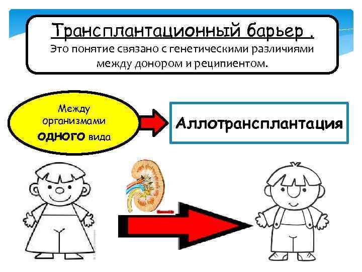 Трансплантационный барьер. Это понятие связано с генетическими различиями между донором и реципиентом. Между организмами