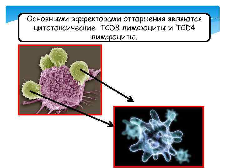 Основными эффекторами отторжения являются цитотоксические ТСD 8 лимфоциты и ТCD 4 лимфоциты. 