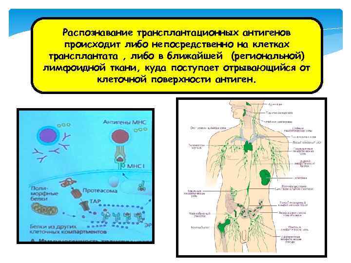 Распознавание трансплантационных антигенов происходит либо непосредственно на клетках трансплантата , либо в ближайшей (региональной)