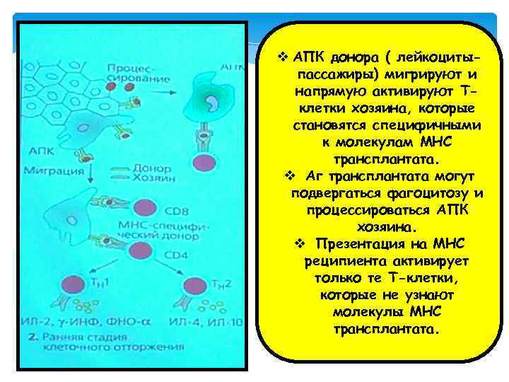 v АПК донора ( лейкоцитыпассажиры) мигрируют и напрямую активируют Тклетки хозяина, которые становятся специфичными