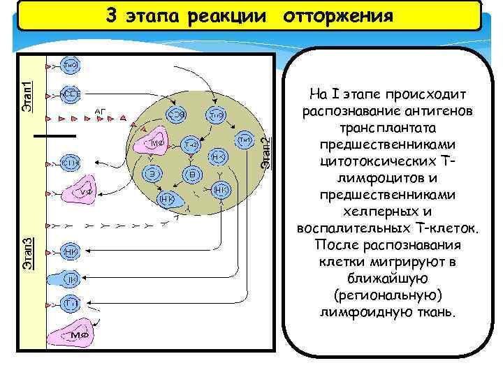 3 этапа реакции отторжения На I этапе происходит распознавание антигенов трансплантата предшественниками цитотоксических Тлимфоцитов