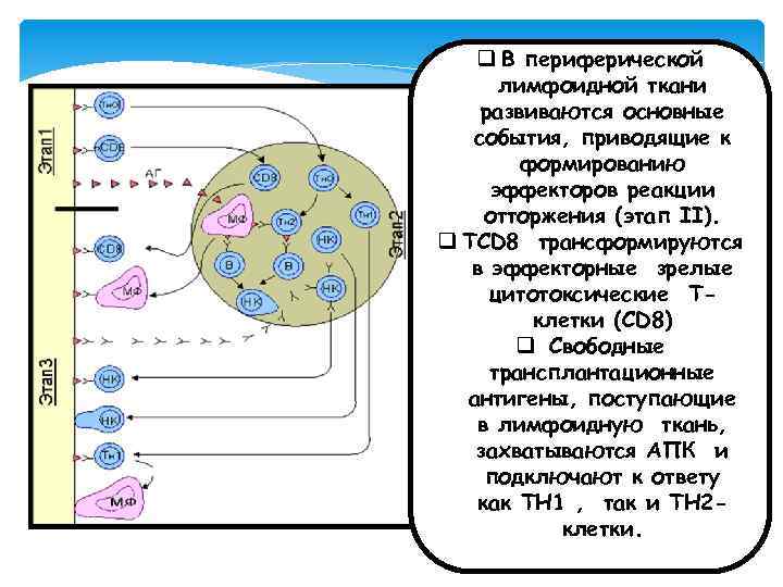 q В периферической лимфоидной ткани развиваются основные события, приводящие к формированию эффекторов реакции отторжения