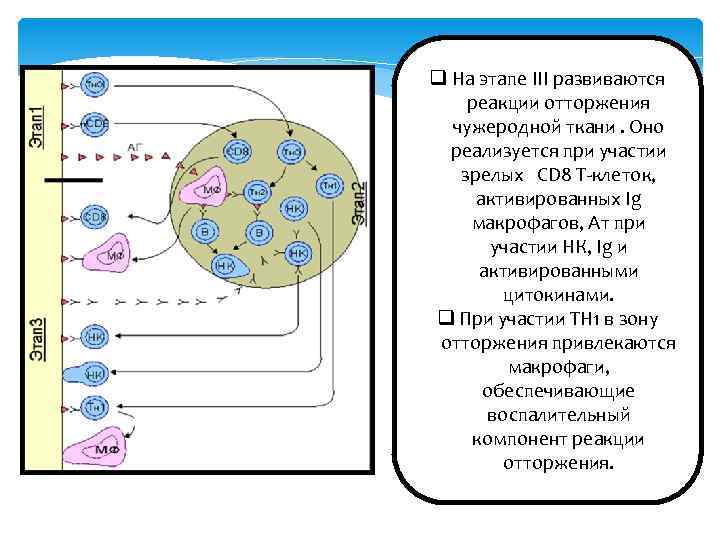 q На этапе III развиваются реакции отторжения чужеродной ткани. Оно реализуется при участии зрелых