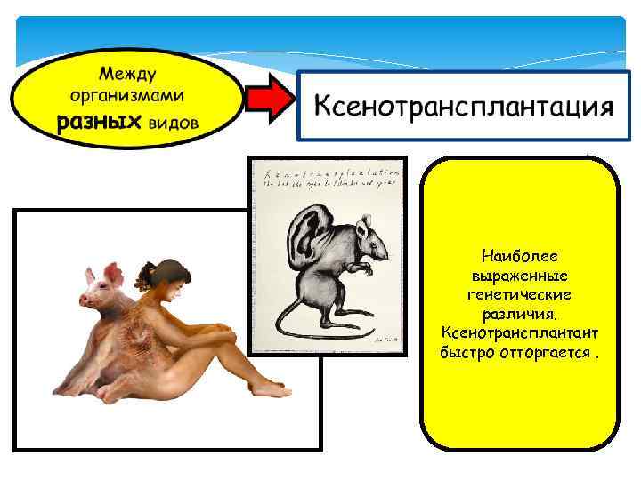 Наиболее выраженные генетические различия. Ксенотрансплантант быстро отторгается. 