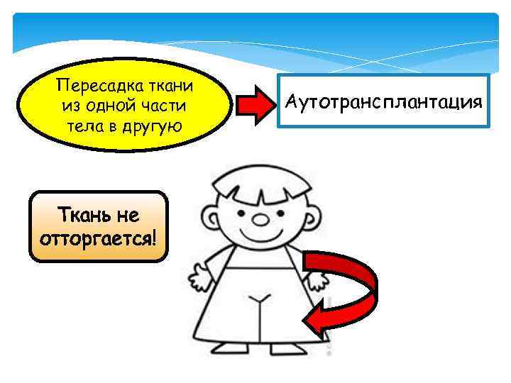 Пересадка ткани из одной части тела в другую Ткань не отторгается! Аутотрансплантация 