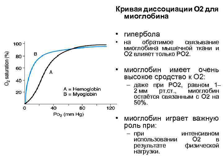 Кривая диссоциации О 2 для миоглобина • гипербола • на обратимое связывание миоглобина мышечной