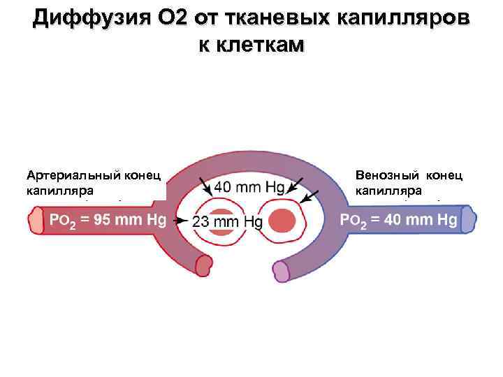 Диффузия О 2 от тканевых капилляров к клеткам Артериальный конец капилляра Венозный конец капилляра