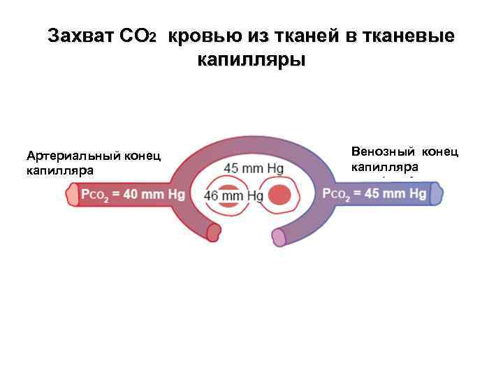 Захват СО 2 кровью из тканей в тканевые капилляры Артериальный конец капилляра Венозный конец