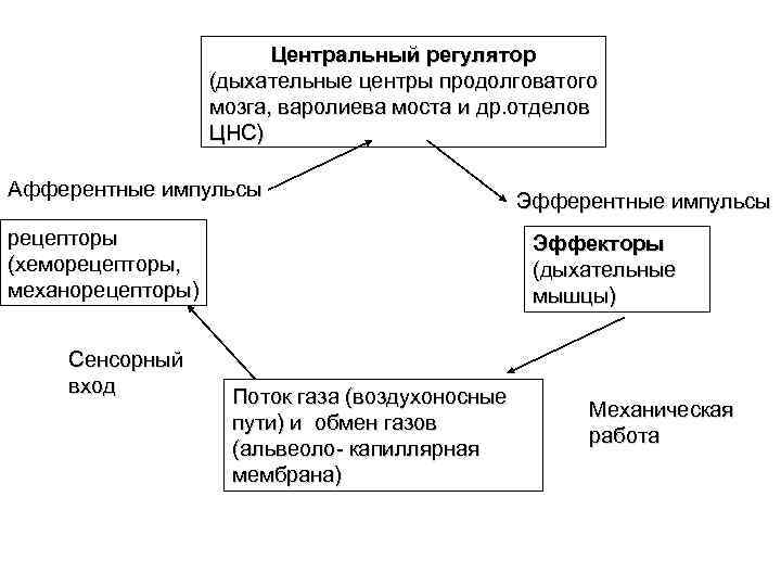 Центральный регулятор (дыхательные центры продолговатого мозга, варолиева моста и др. отделов ЦНС) Афферентные импульсы