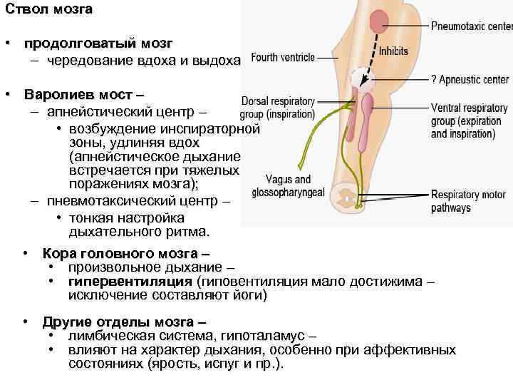 Ствол мозга • продолговатый мозг – чередование вдоха и выдоха • Варолиев мост –