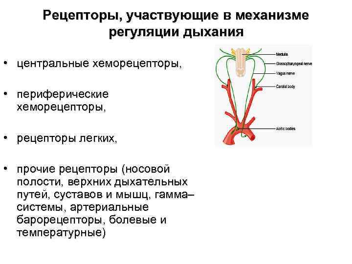 Рецепторы, участвующие в механизме регуляции дыхания • центральные хеморецепторы, • периферические хеморецепторы, • рецепторы