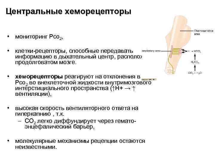 Центральные хеморецепторы • мониторинг Рсо 2, • клетки-рецепторы, способные передавать информацию в дыхательный центр,