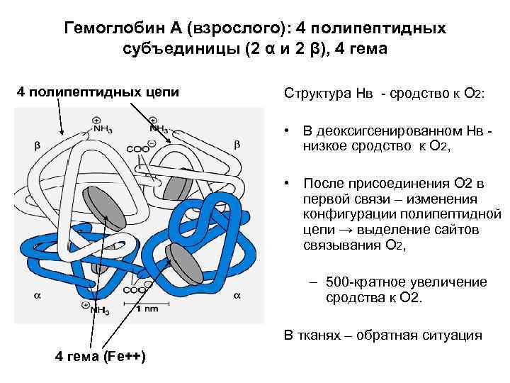 В позициях е структуры гема на рисунке должны располагаться