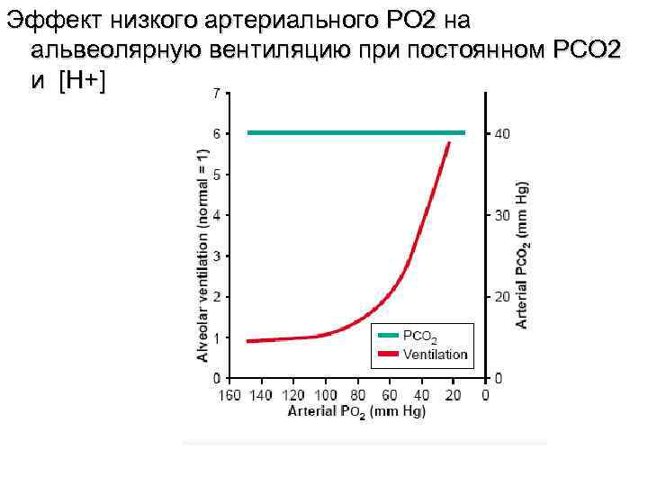 Эффект низкого артериального PO 2 на альвеолярную вентиляцию при постоянном PCO 2 и [H+]