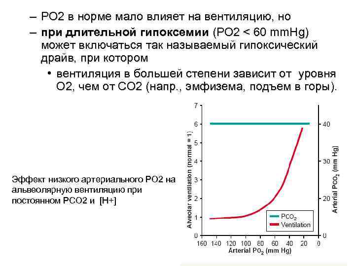 – PO 2 в норме мало влияет на вентиляцию, но – при длительной гипоксемии