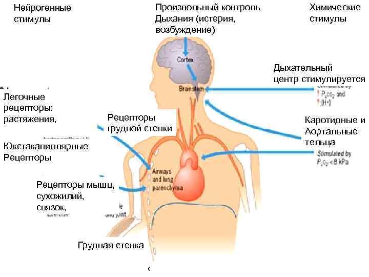 Произвольный контроль Дыхания (истерия, возбуждение) Нейрогенные стимулы Химические стимулы Дыхательный центр стимулируется Легочные рецепторы: