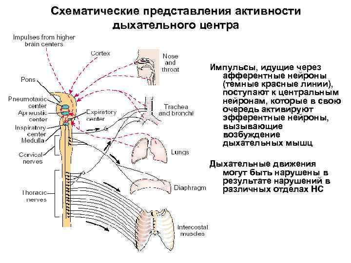 Схематические представления активности дыхательного центра Импульсы, идущие через афферентные нейроны (темные красные линии), поступают