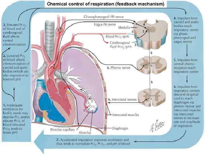 Chemical control of respiration (feedback mechanism) 