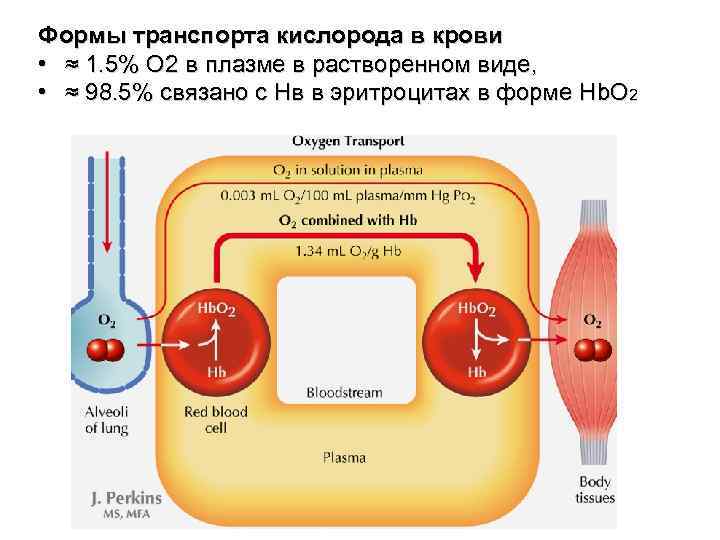 Формы транспорта кислорода в крови • ≈ 1. 5% O 2 в плазме в