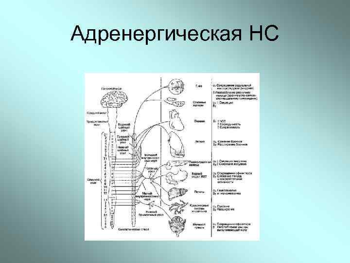 Адренергическая НС 