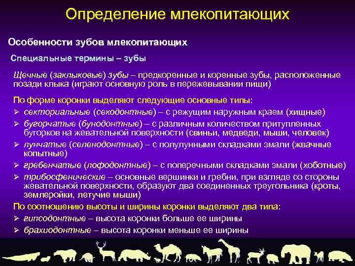 Определение млекопитающих Особенности зубов млекопитающих Специальные термины – зубы Щечные (заклыковые) зубы – предкоренные