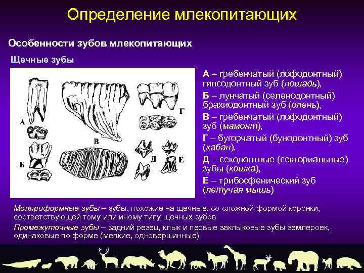 Определение млекопитающих Особенности зубов млекопитающих Щечные зубы А – гребенчатый (лофодонтный) гипсодонтный зуб (лошадь),