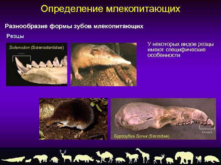 Гетеродонтная зубная система у млекопитающих. Разнообразие млекопитающих. Зубы млекопитающих. Происхождение и разнообразие млекопитающих. Резцы у млекопитающих.