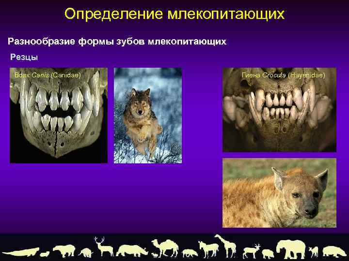 Какие зубы у млекопитающих дифференцированы. Зубы млекопитающих. Хищные зубы у млекопитающих. Строение зубов млекопитающих. Форма зубов млекопитающих.
