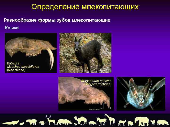 Определение млекопитающих Разнообразие формы зубов млекопитающих Клыки Кабарга Moschus moschiferus (Moschidae) Megaderma spasma (Megadermatidae)