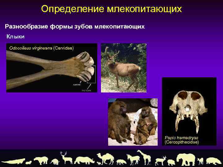 Определение млекопитающих Разнообразие формы зубов млекопитающих Клыки Odocoileus virgineana (Cervidae) Papio hamadryas (Cercopithecidae) 