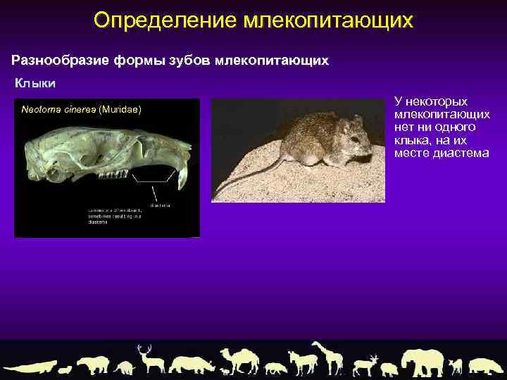 Определение млекопитающих Разнообразие формы зубов млекопитающих Клыки Neotoma cinerea (Muridae) У некоторых млекопитающих нет