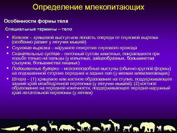 Определение млекопитающих Особенности формы тела Специальные термины – тело • • • Козелок –