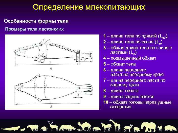 Ласты у рыб. Основные промеры рыб. Схема промеров рыб. Промеры тела мелких млекопитающих. Промеры черепа млекопитающих измерение.